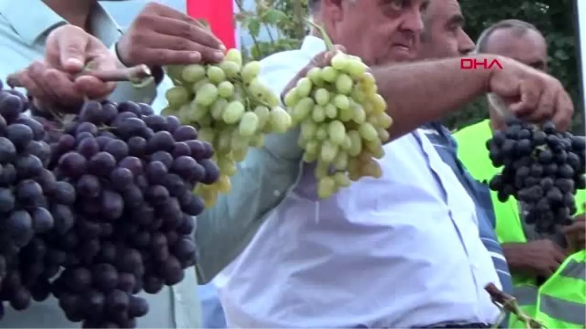 Gaziantep islahiye\'de üzüm ve biber festivali coşkulu başladı