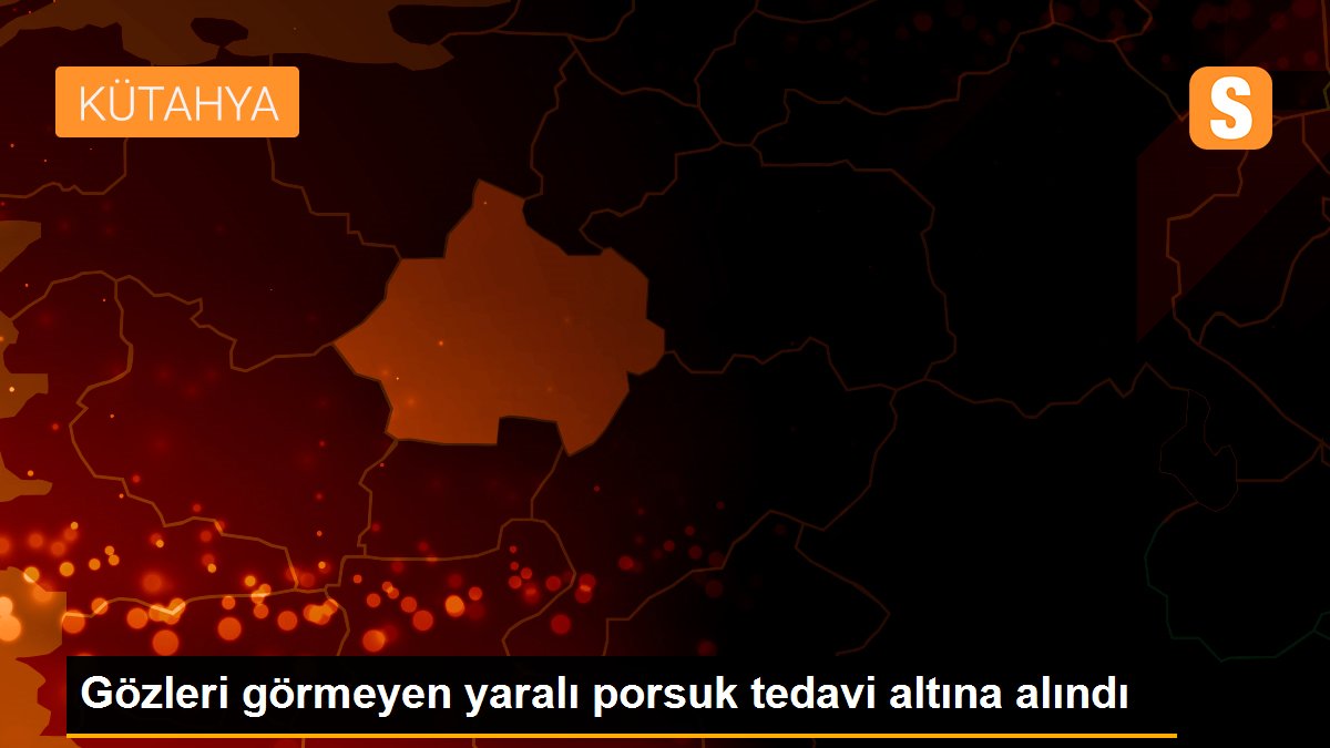 Gözleri görmeyen yaralı porsuk tedavi altına alındı