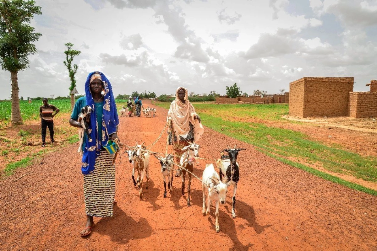 İyilik Derneği, Afrika\'nın derdine süt keçileri ile koşuyor