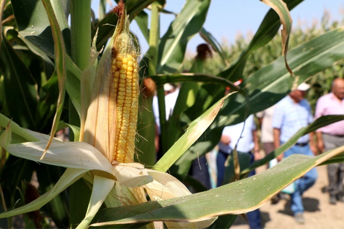 Konya\'da 6 çeşit yerli mısır tohumu çiftçiye tanıtıldı