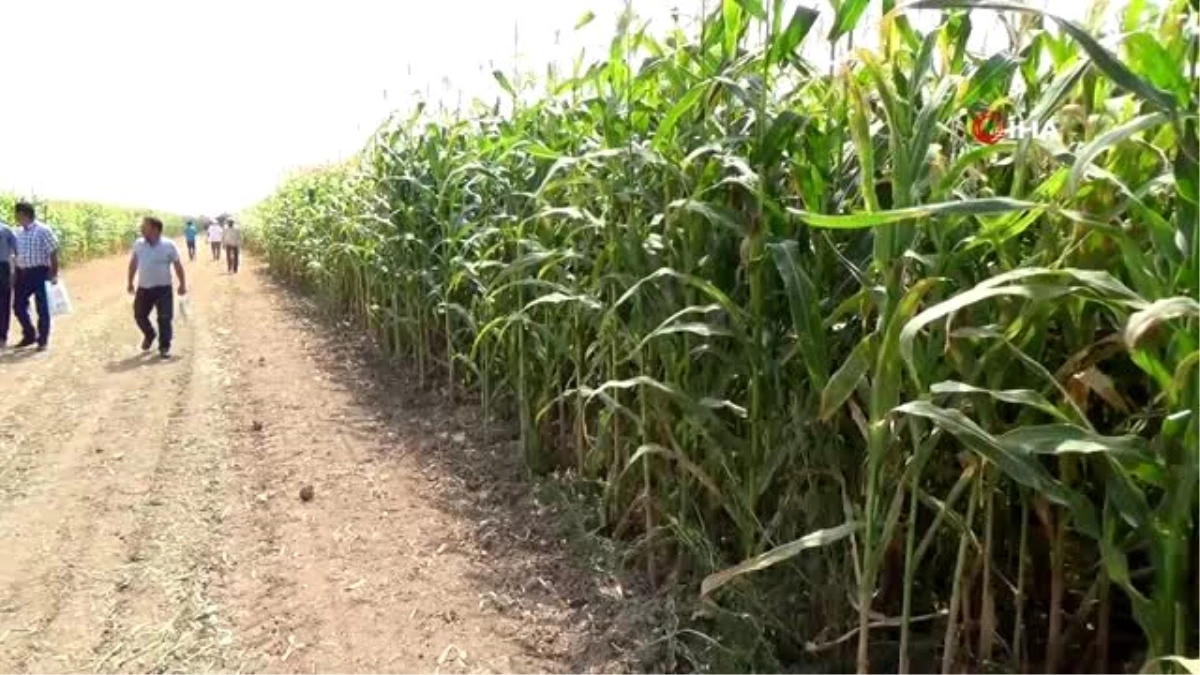 Konya\'da 6 çeşit yerli mısır tohumu, çiftçiye tanıtıldı