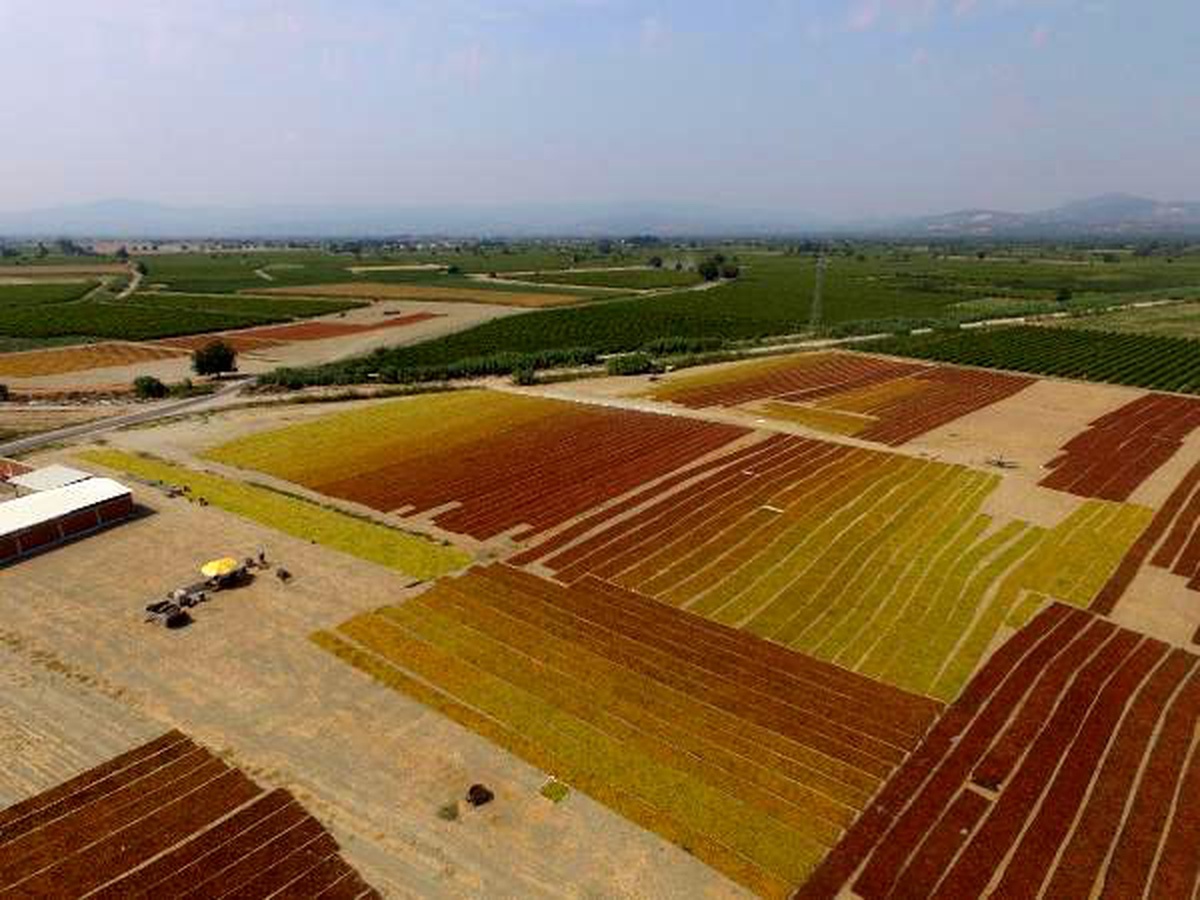 Manisa ovası üzüm sergisine döndü
