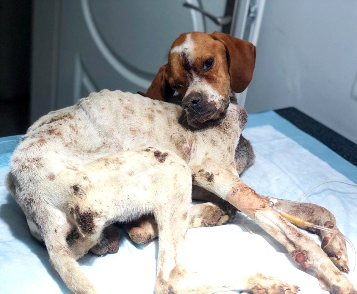 (Özel) Hasta köpeği tedavi etmek için 450 kilometre yol gittiler