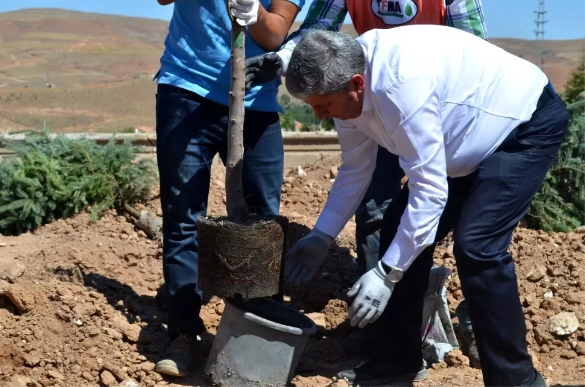 Yeşil Bünyan için ağaçlandırma çalışmaları devam ediyor