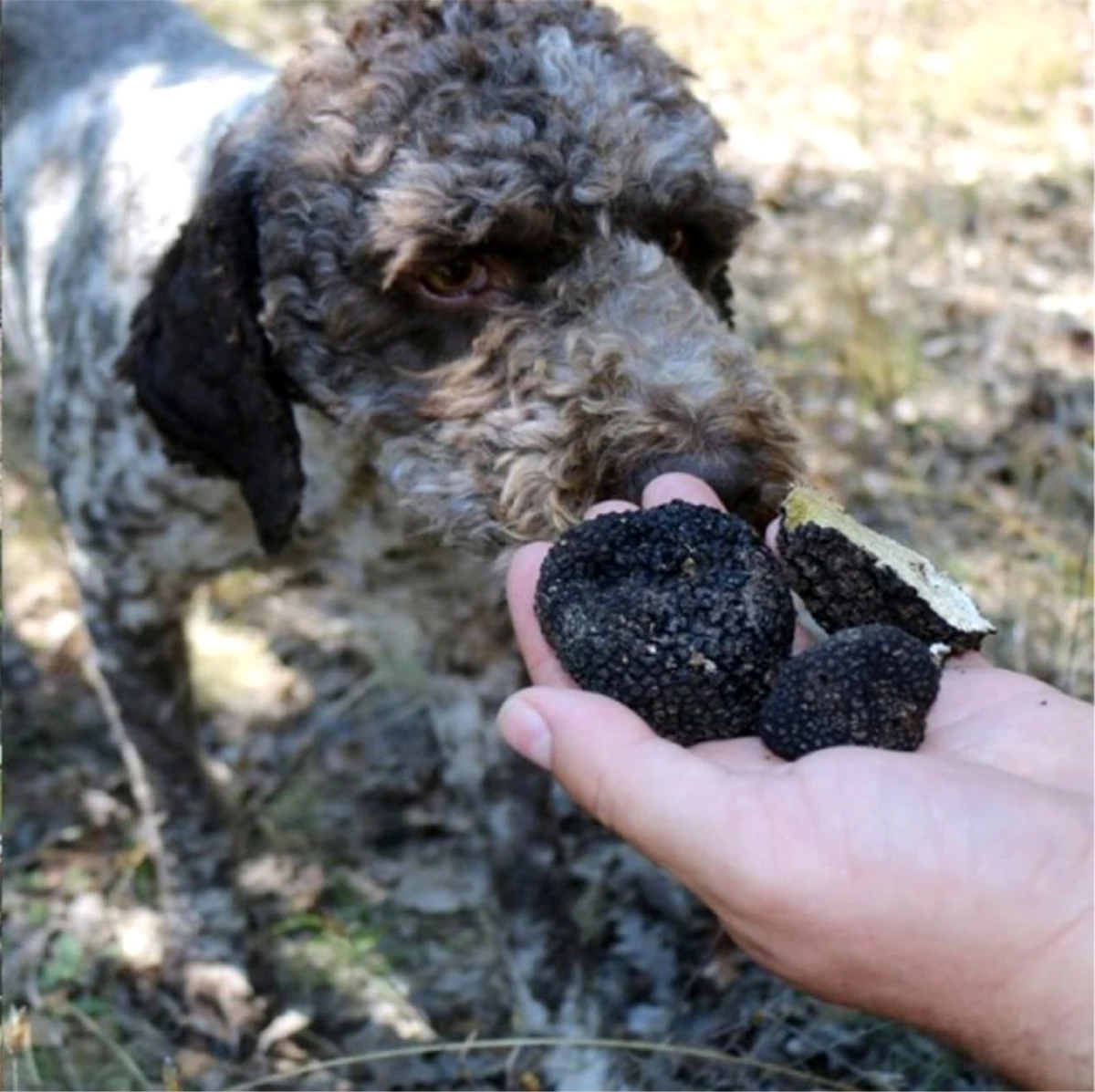 Yozgat\'ta av köpekleri ile kilosu 3 bin 500 Euro olan trüf mantarı bulundu