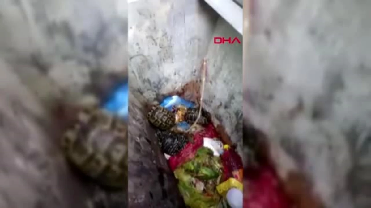 Adana çöpe atılan kaplumbağaları, temizlik görevlisi kurtardı