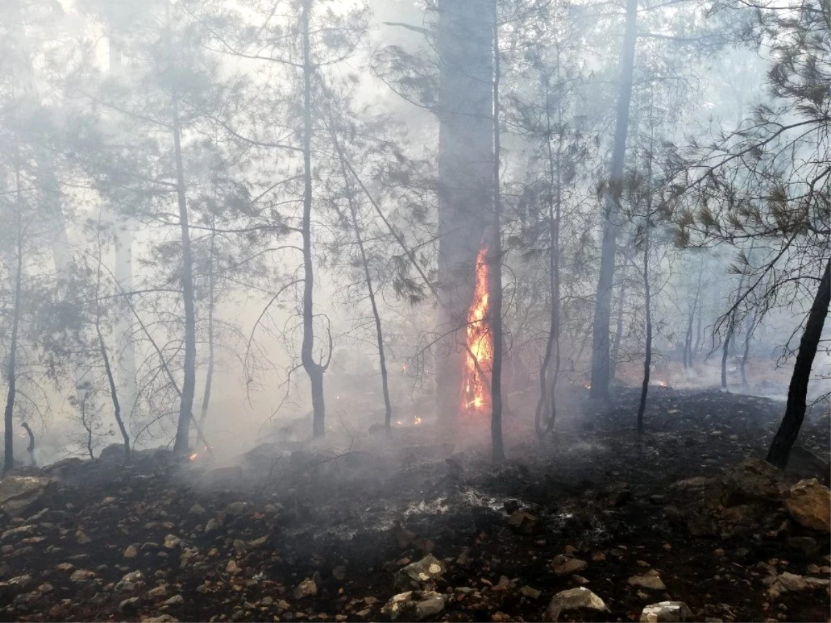Adana\'da orman yangını