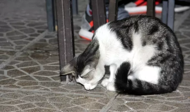 Agzini Isiran Ariyla Dakikalarca Oynayan Yavru Kedi Ilginc Goruntu Olusturdu Son Dakika