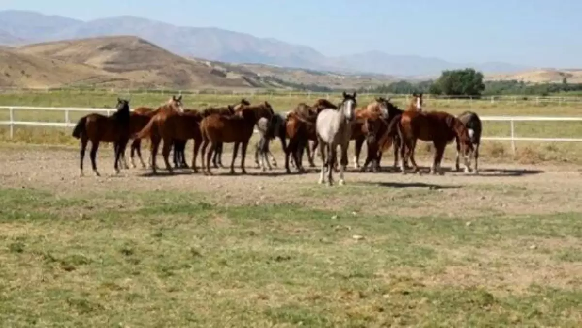 At sahiplerine ve yetiştiricilerine müjde! TJK duyurdu...