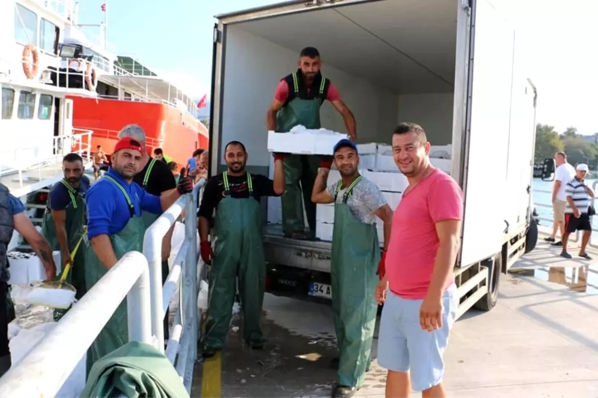 Av yasağı bitti, balık bollaştı