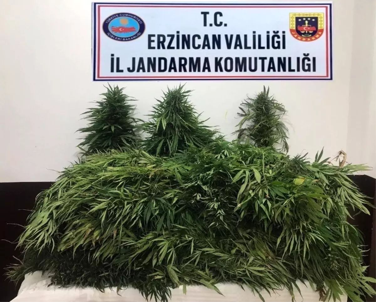 Erzincan\'da 82 adet kök kenevir bitkisi ele geçirildi