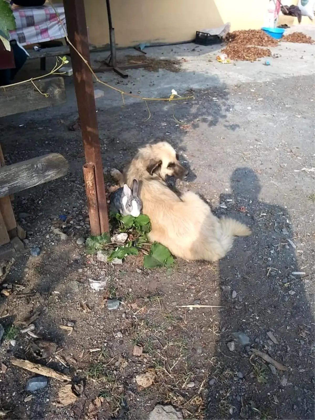 (Özel) Tavşan ile köpeğin dostluğu görenleri şaşırtıyor