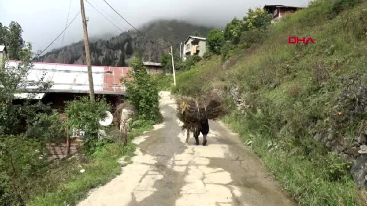 Trabzon uzungöl\'de hayvancılıkla uğraşanların mera alan sıkıntısı