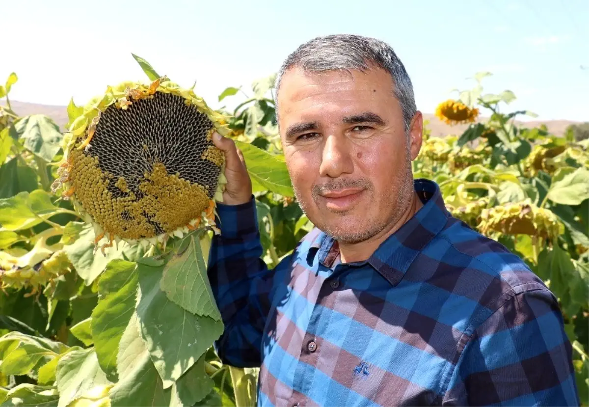 Beyaz çekirdek para etmeyince çareyi siyahında buldu