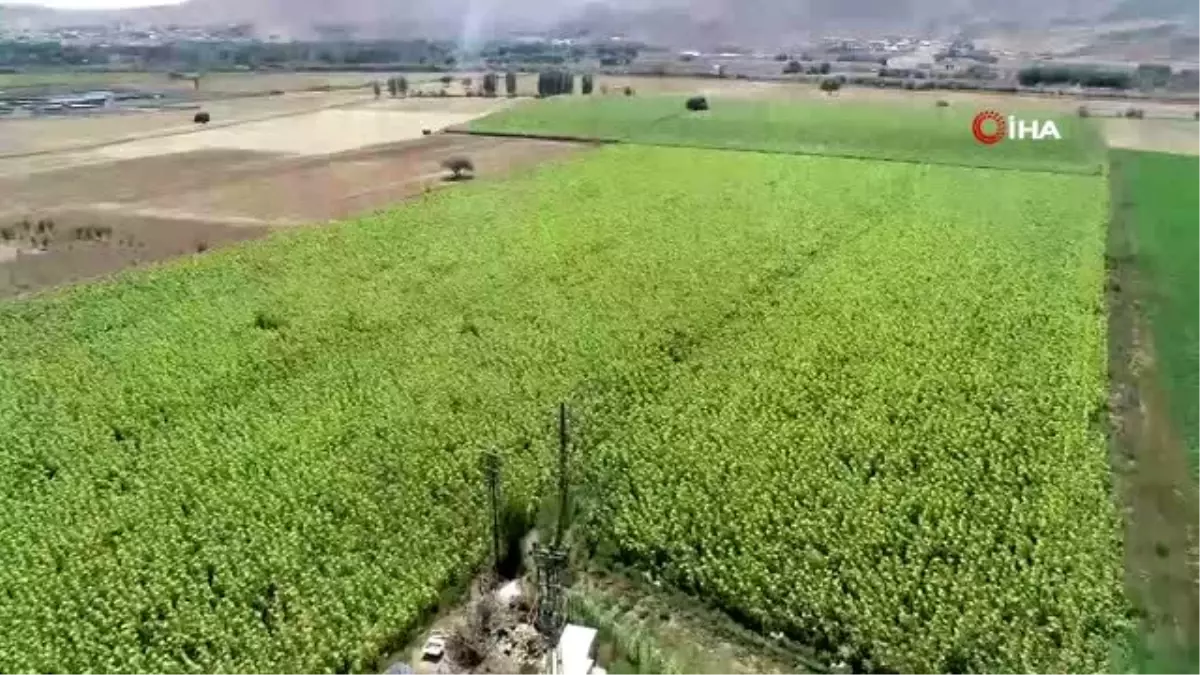 Beyaz çekirdek para etmeyince çareyi siyahında buldu