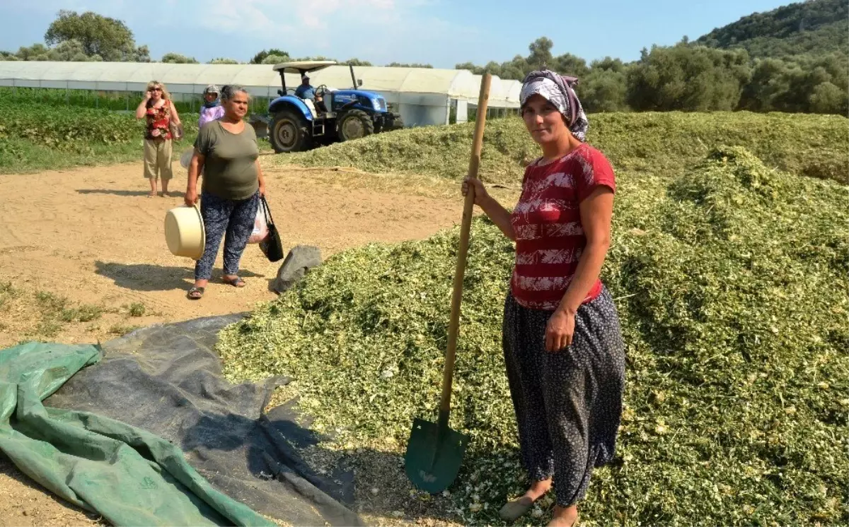 Çiftçiler kışlık kaba yem hazırlıklarına başladı