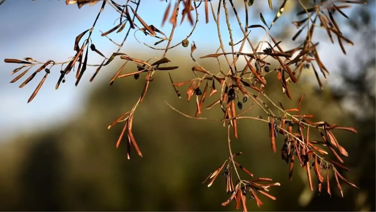 Fransa\'da zeytin ağaçlarında ölümcül "Xylella fastidiosa" bakterisine rastlandı