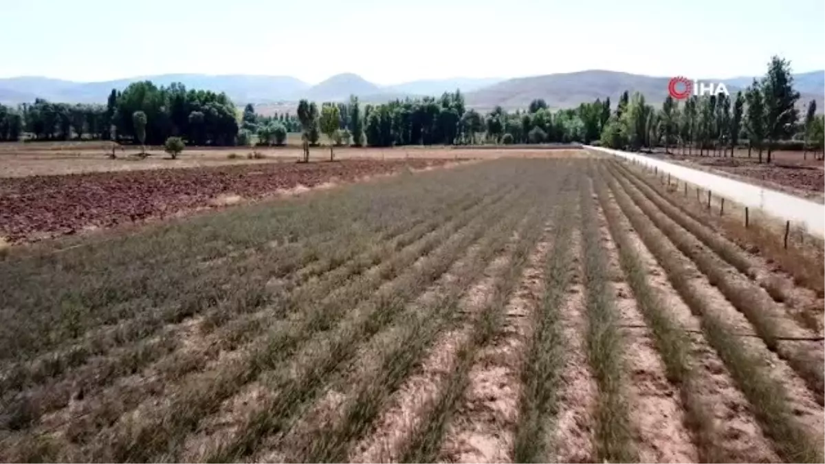 Gümüşhane artık lavanta kokuyor...Lavanta tarlaları havadan görüntülendi