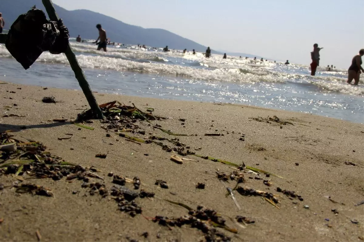 Muğla\'da binlerce bal arısı telef olarak sahile vurdu