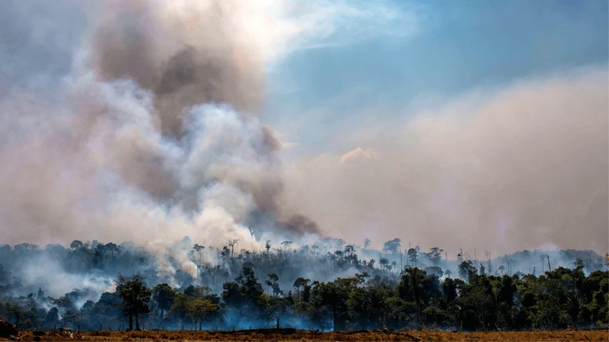 Orman yangınları: 2019 dünyanın gördüğü en kötü yıl mı oldu?