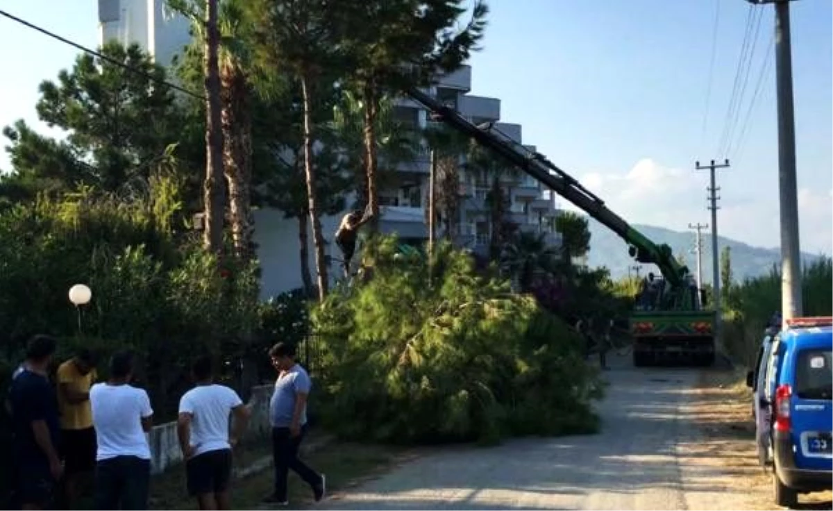 Sitedeki ağaçların kesimine engel olmak isterken fenalaştı