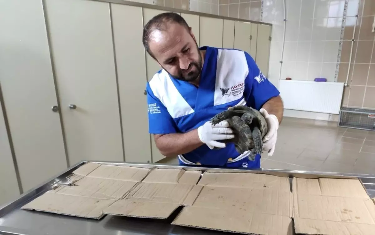 Veterinere getirilen kaplumbağa sağlam çıktı