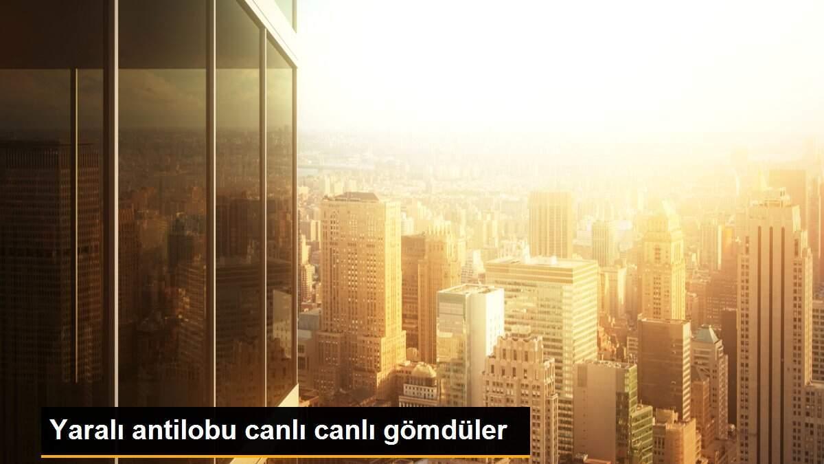 Yaralı antilobu canlı canlı gömdüler