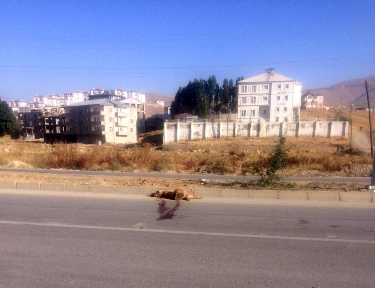 Yüksekova\'da aracın çarptığı köpek telef oldu