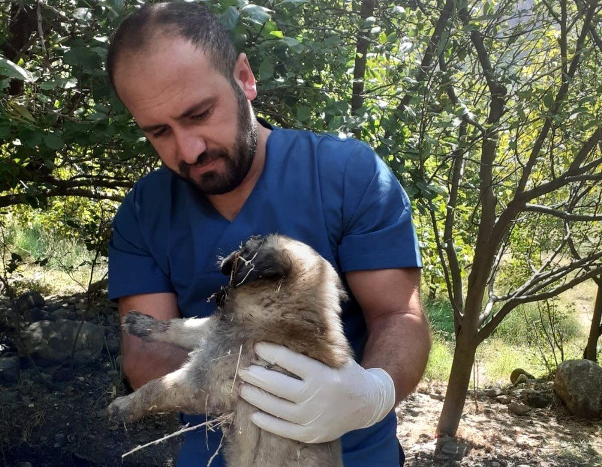 Aracın çarptığı yavru köpek kurtarılamadı