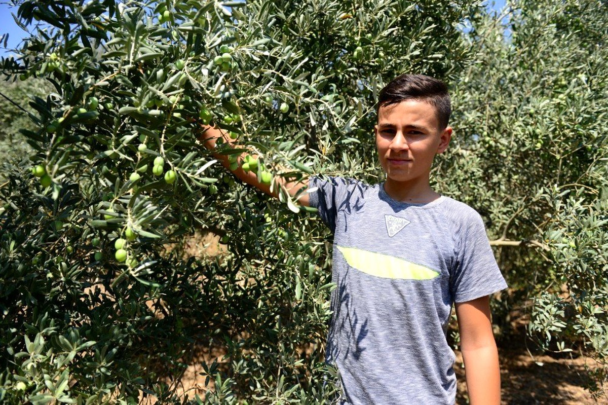 Dağı taşı zeytin bahçesine çevirdiler, rekor üretim bekliyorlar
