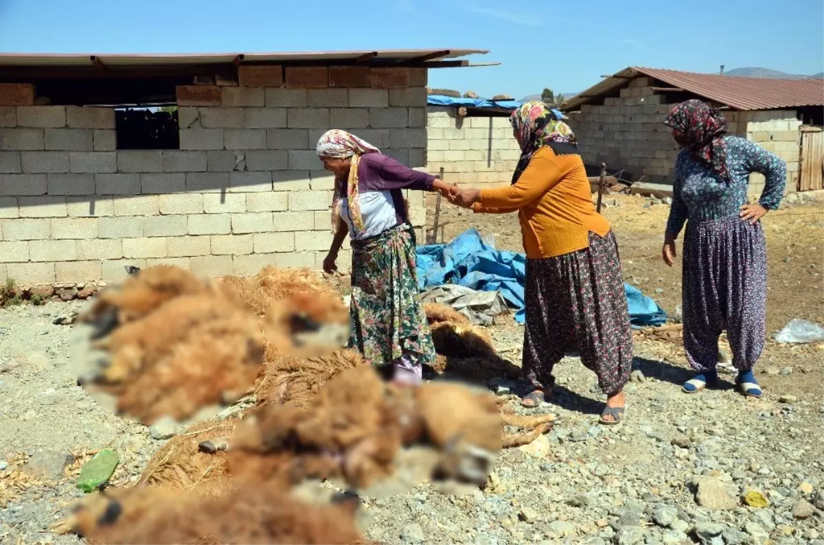 Hatay\'da ahıra giren kurtlar koyunları telef etti