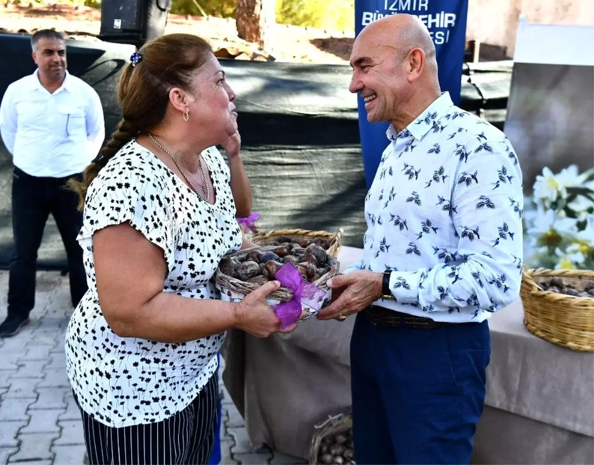 Karaburun yeniden nergis kokacak