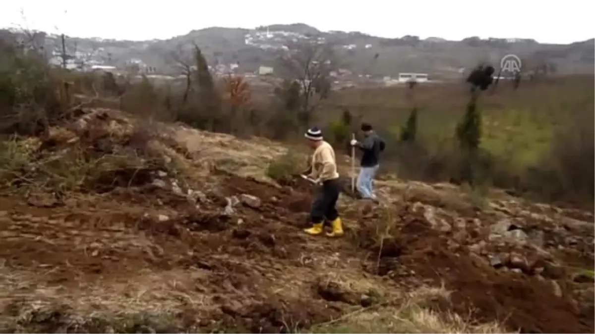 Kayalık araziyi tonlarca toprakla ceviz bahçesine çevirdiler