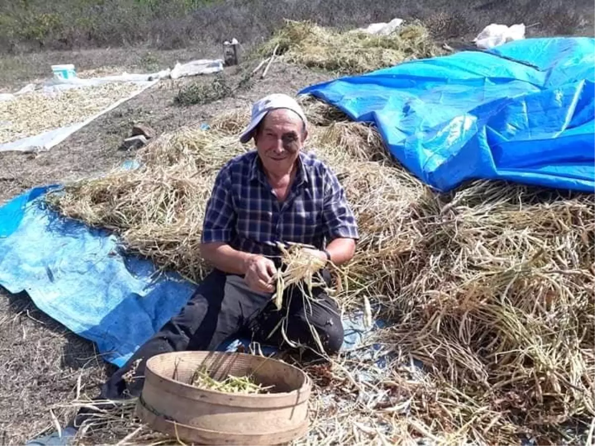 Kırklareli\'de kuru fasulye hasadı