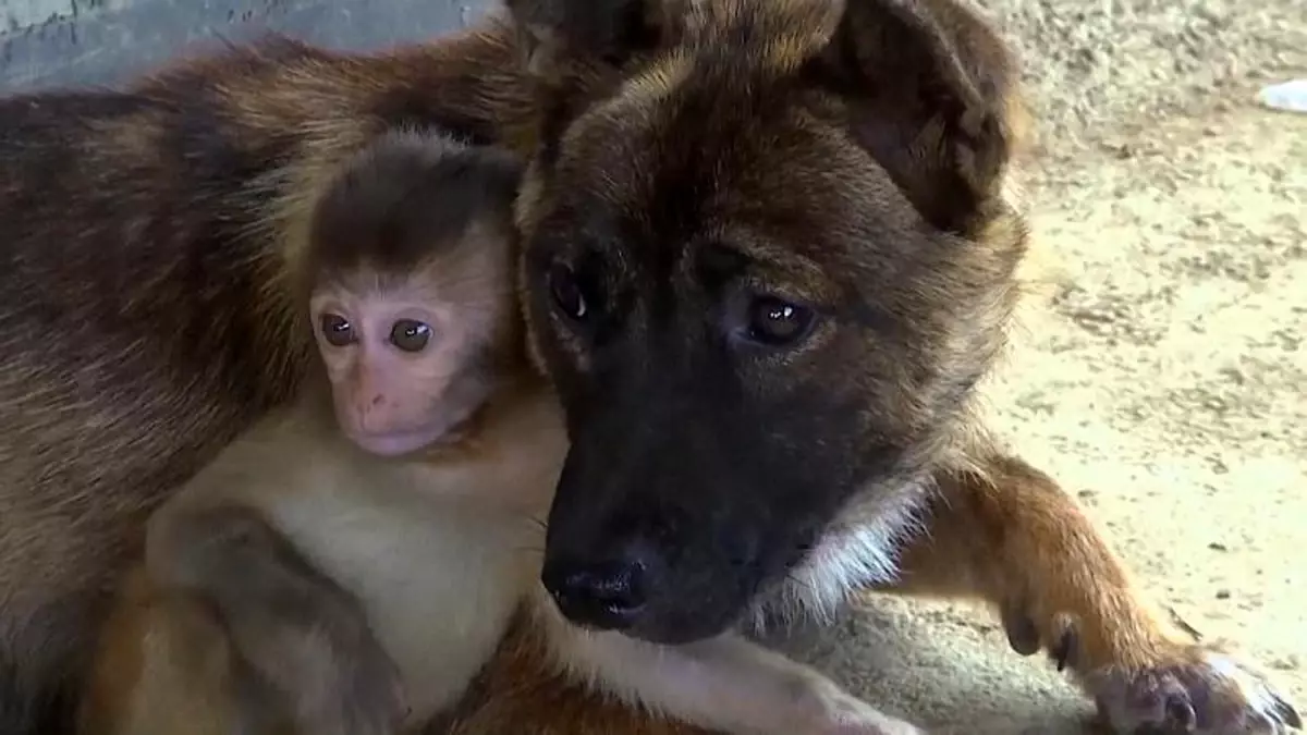 Yaralı yavru maymunla köpek dost oldu