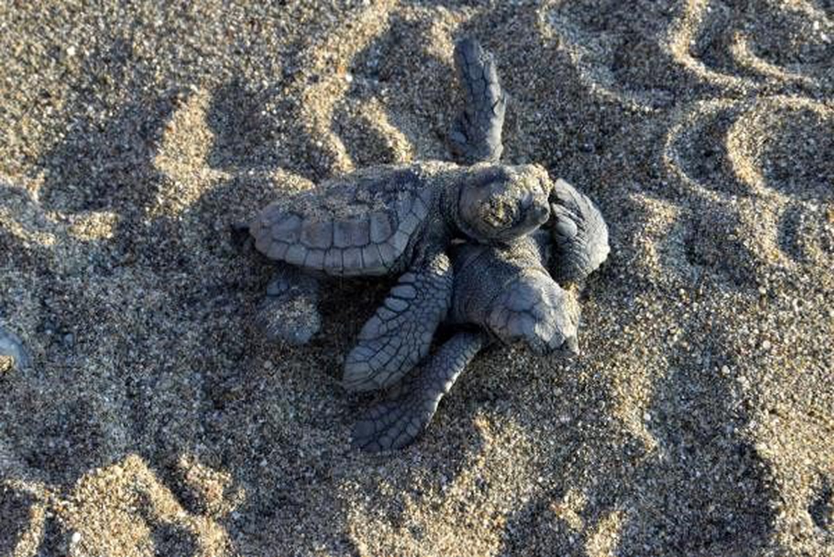 60 bin yavru caretta caretta denizle buluştu