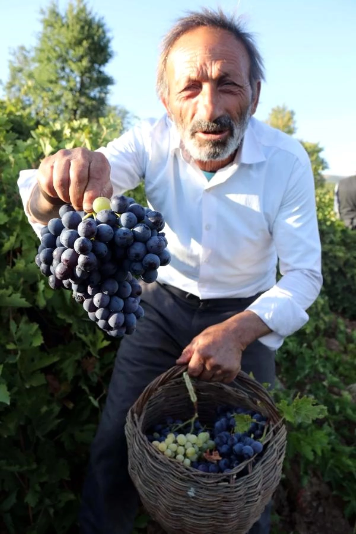 Bitlis\'te üzüm hasadı başladı