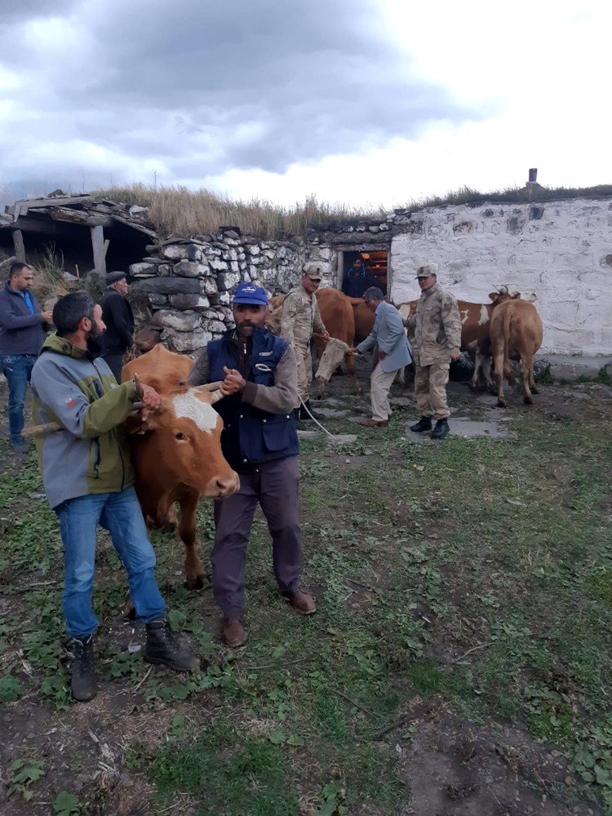 Kars\'ta çalınan hayvanlar Ardahan\'da bulundu