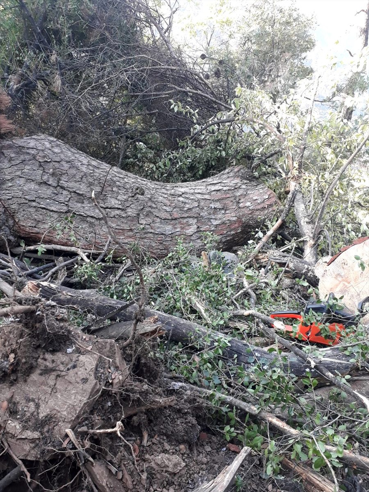 Kestiği ağacın altında kalan kişi öldü