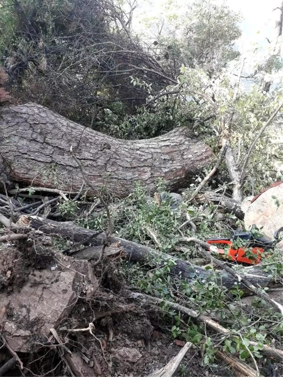 Kestiği ağacın altında kalıp öldü