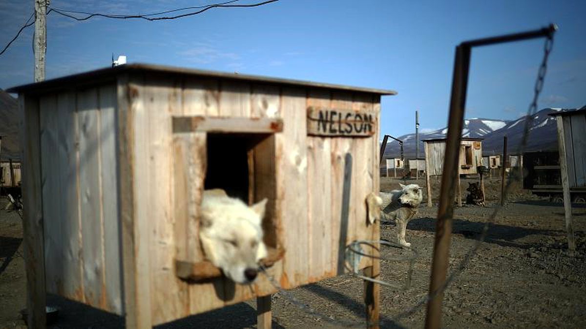Norveç\'te \'gizemli\' bir hastalık onlarca köpeğin ölümüne yol açtı