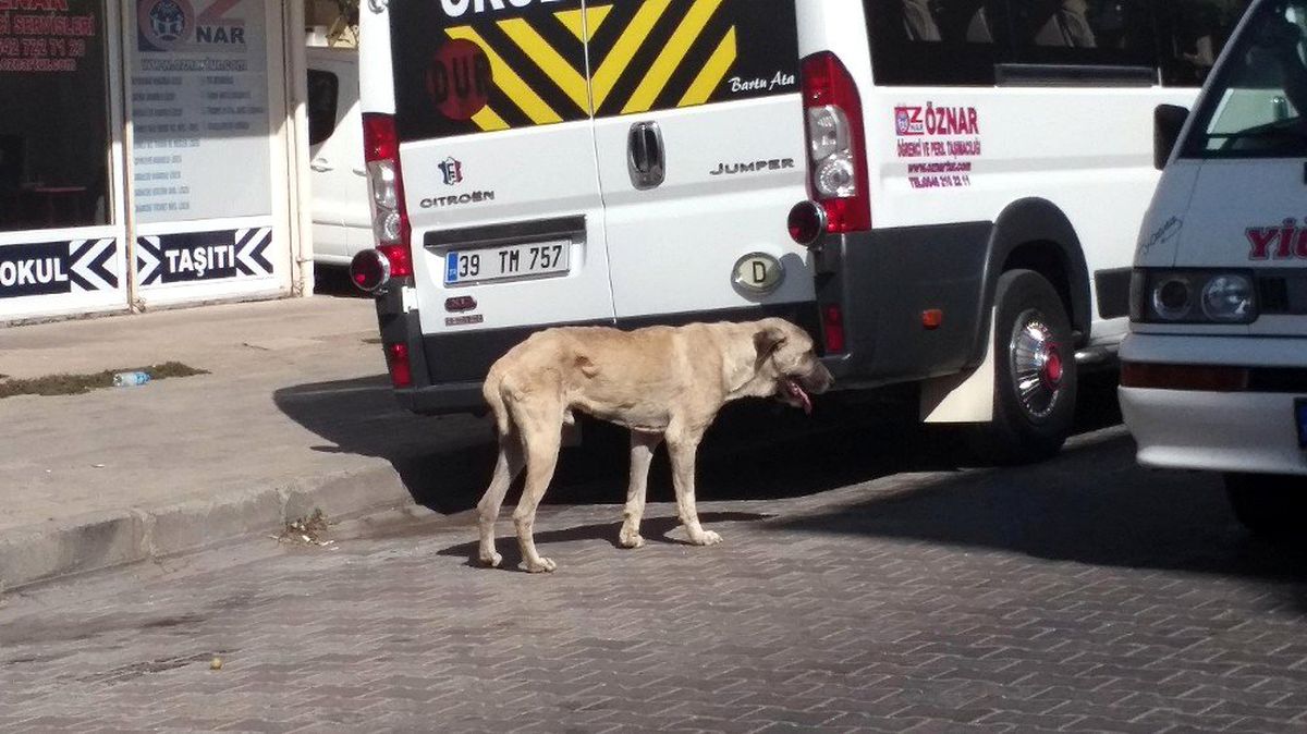 Öldü sanılan köpek hayata döndürüldü