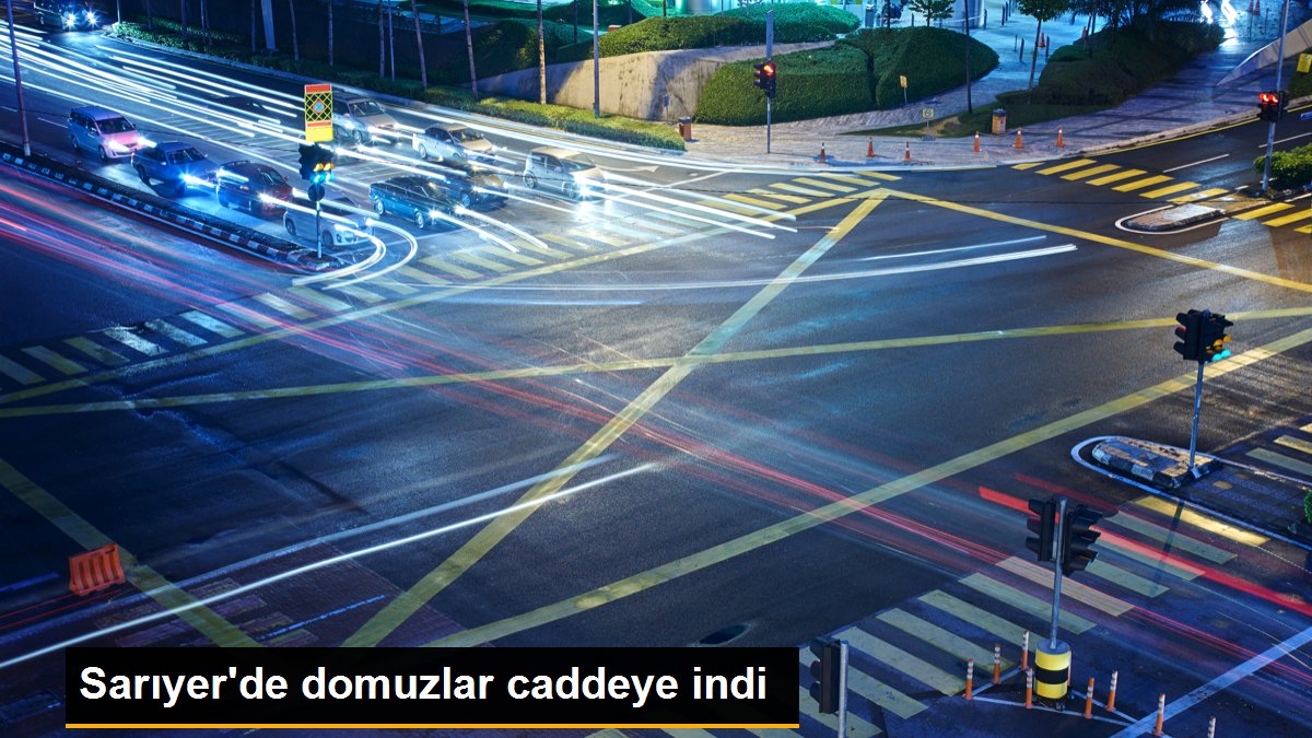 Sarıyer\'de domuzlar caddeye indi