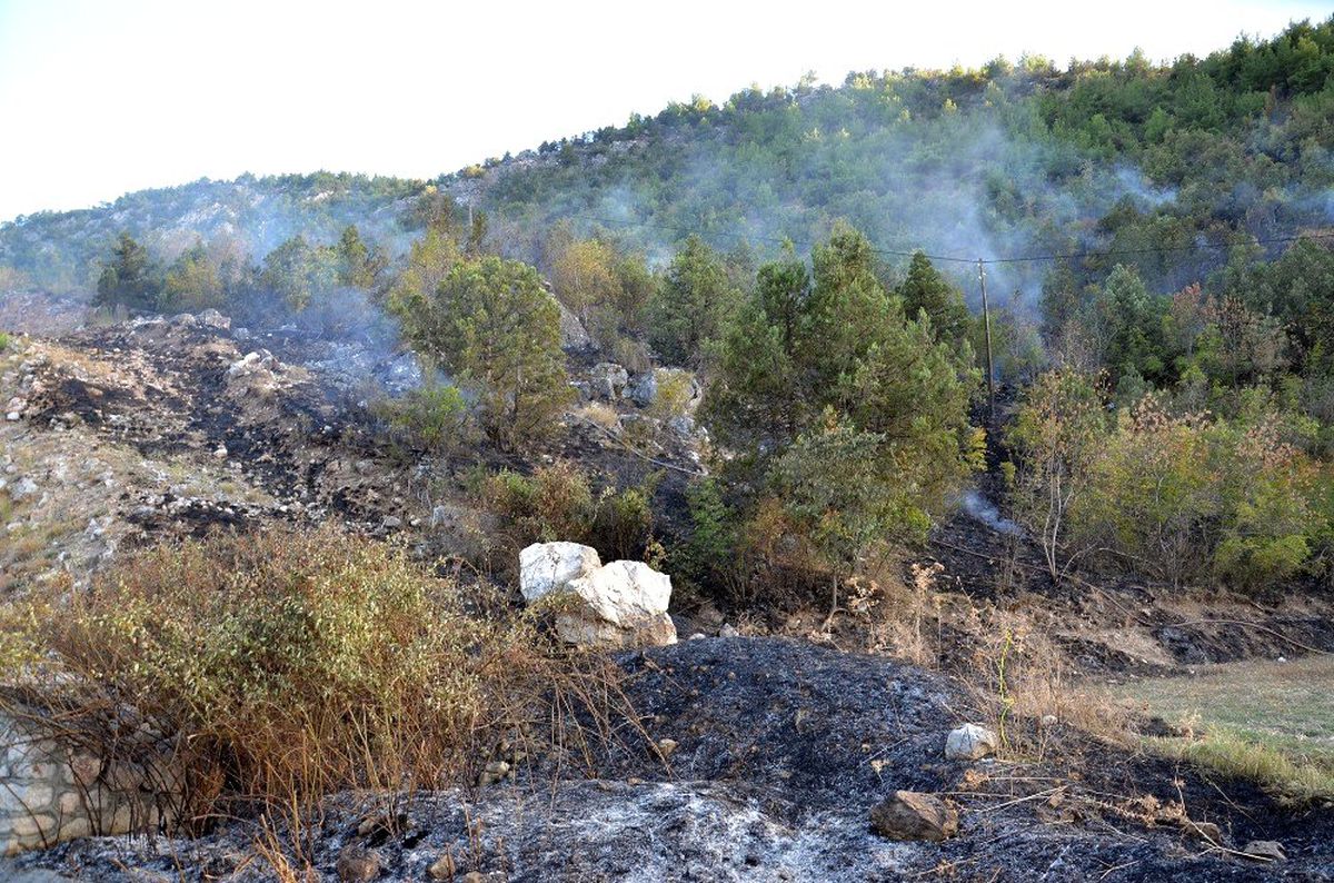 Sigara izmariti 5 dönümlük ormanı kül etti