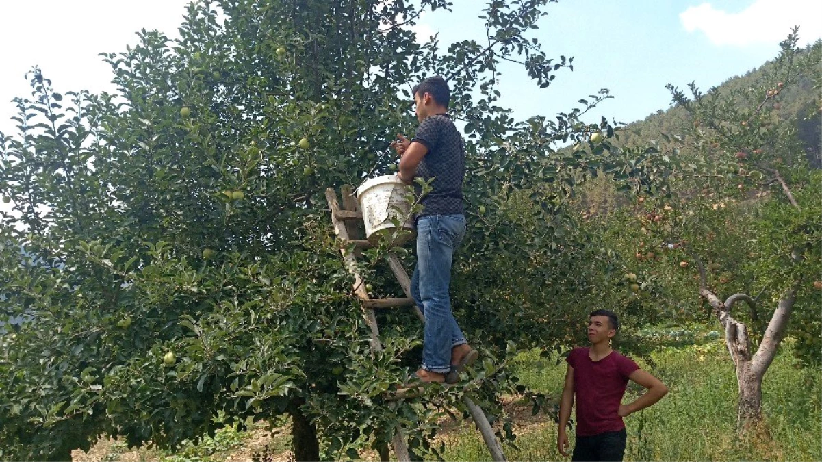 1600 rakımlı yaylada elma hasadı başladı