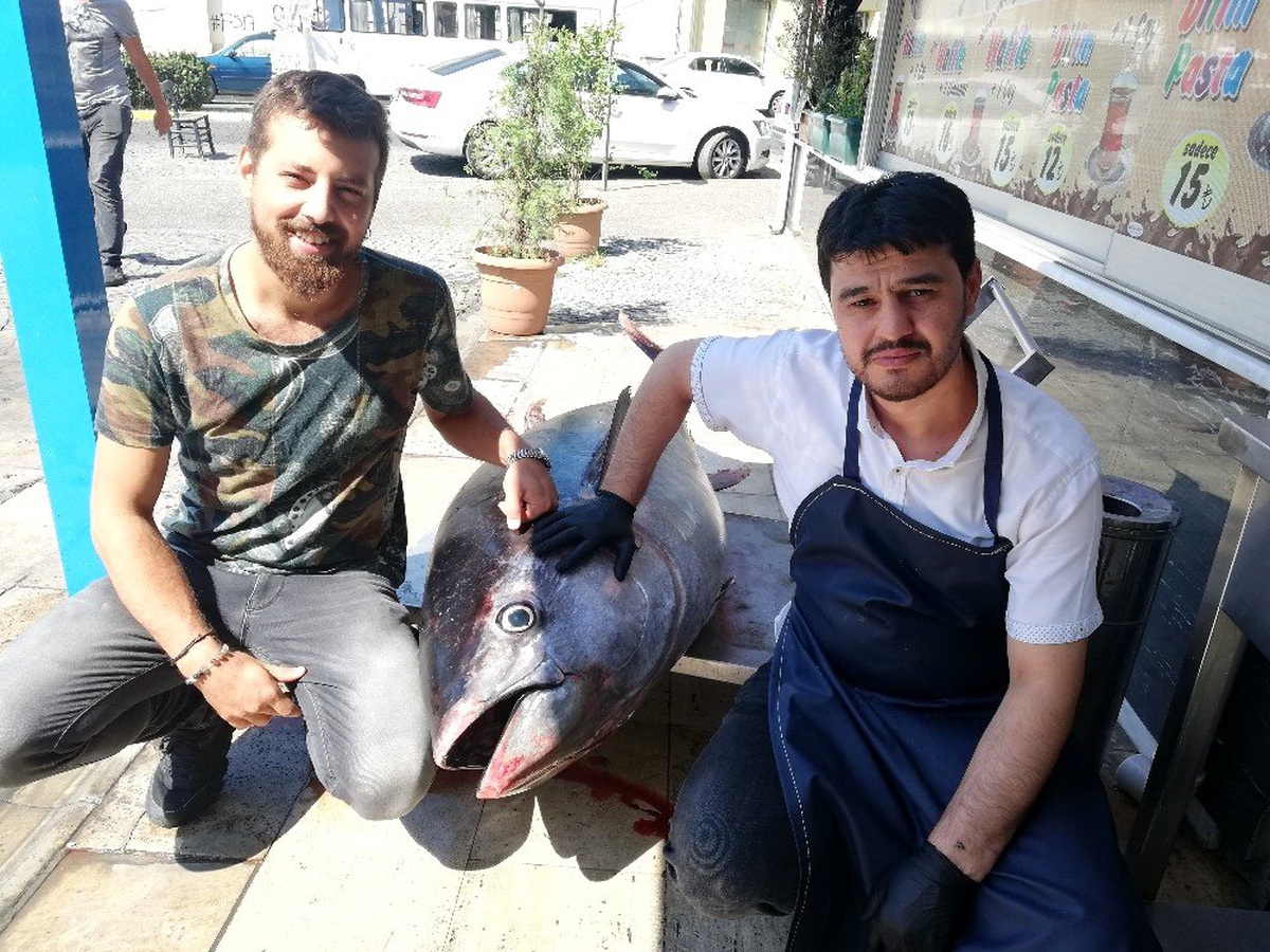 240 kiloluk Orkinos, Aydın\'da ilgi odağı oldu