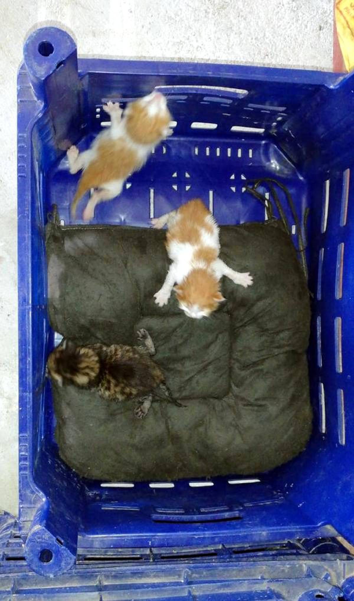 3 yavru kedi, domates kasasında istanbul\'dan antalya\'ya geldi