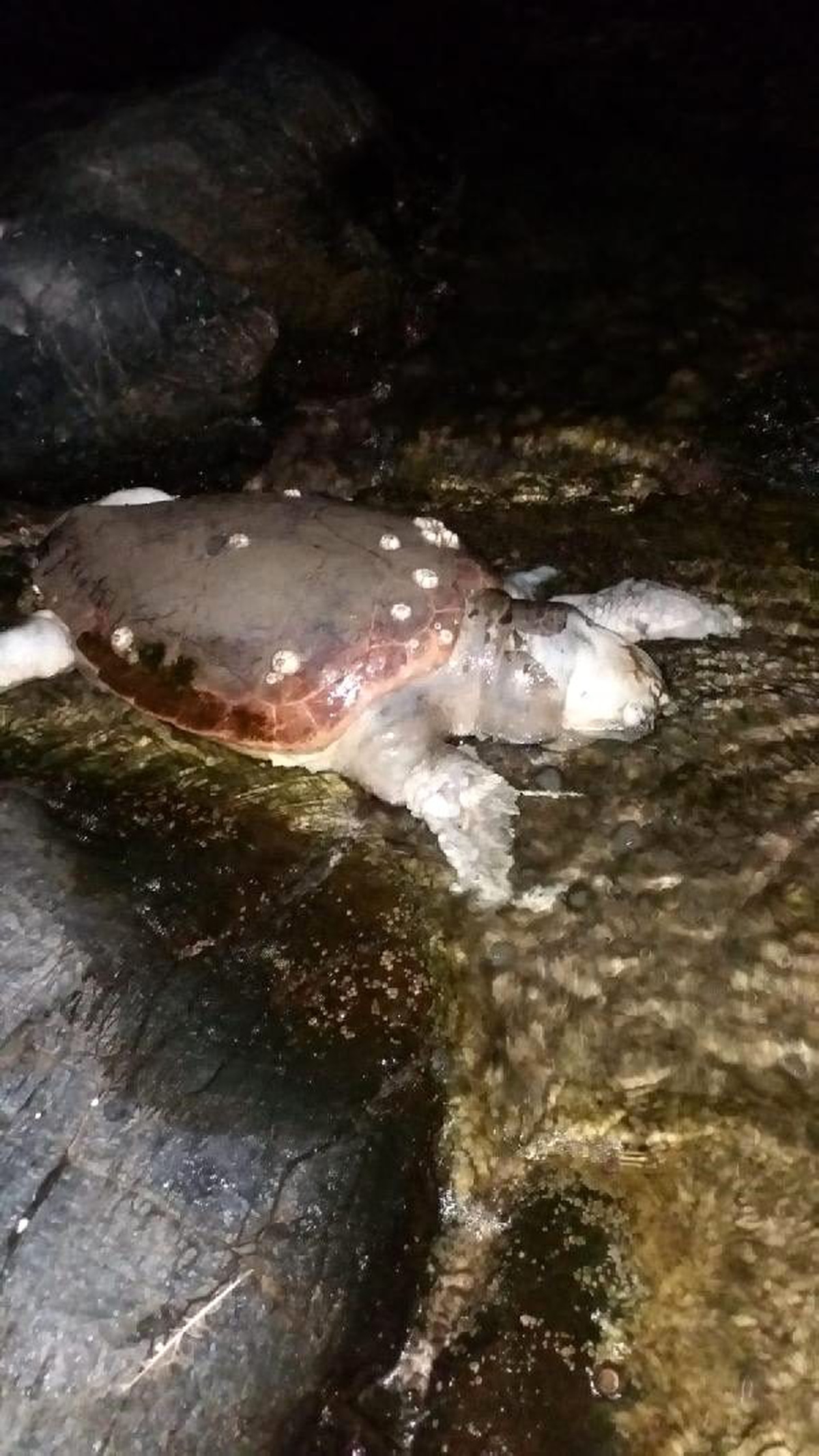 Caretta caretta ölüsü kıyıya vurdu