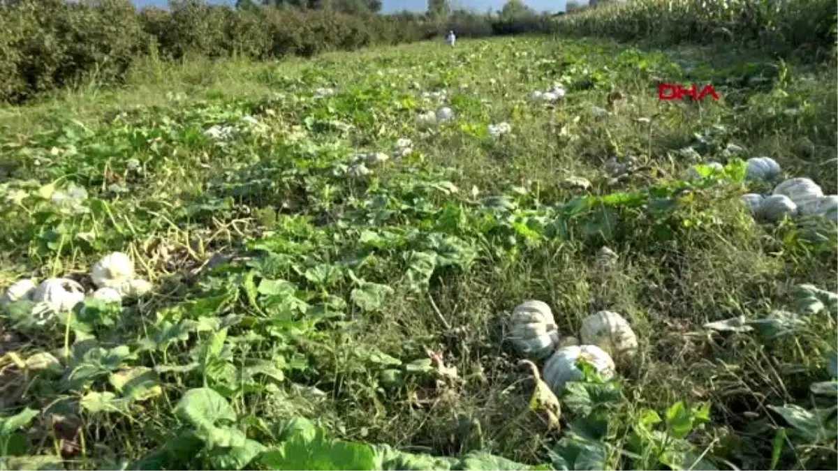 Düzce kabağı hasadı başladı