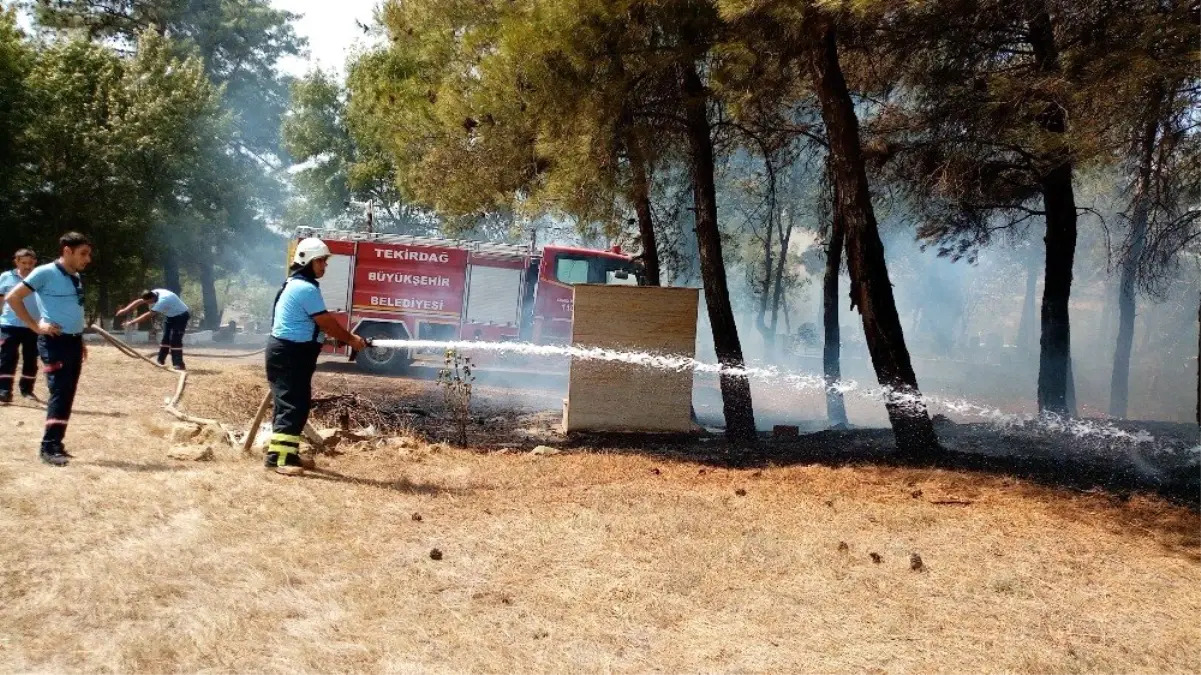 Elektrik tellerine çarpan kuşlar yangına neden oldu